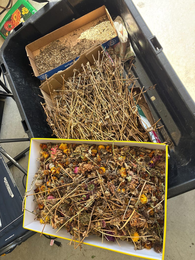 May include: A large black plastic bin containing two cardboard boxes filled with dried plant matter. One box holds a dense collection of thin, brown, dried flower stems, while the other box contains a mix of dried flower heads in yellow, pink, and brown.