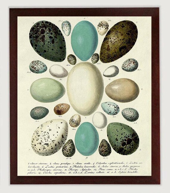 Vintage Bird Eiern Wand Kunstdruck Poster Pergament Papier Etsy