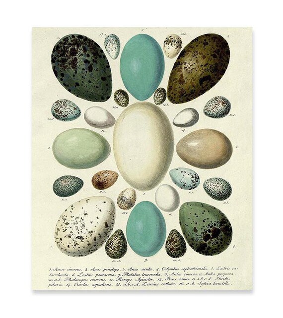 Vintage Bird Eiern Wand Kunstdruck Poster Pergament Papier Etsy
