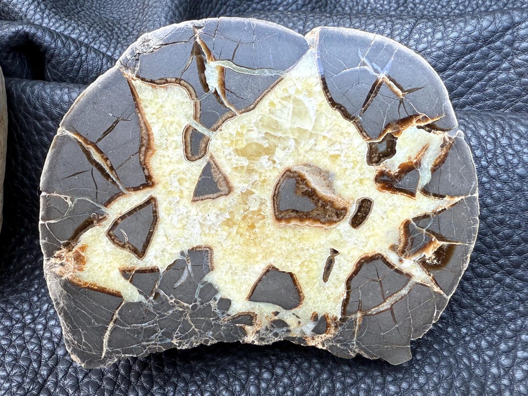 Septarium Cut and Polished Septarium Nodule – 4-1/2