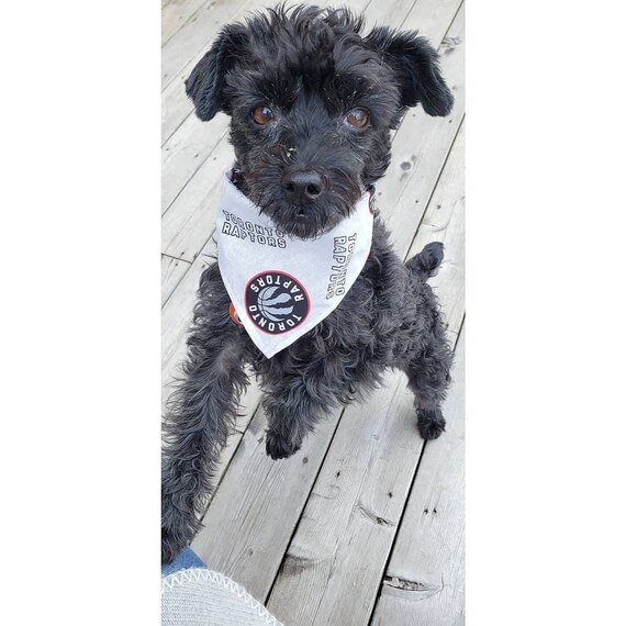 dog raptors jersey