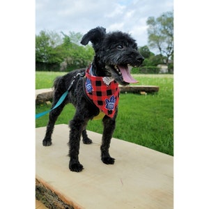 May include: A black dog wearing a red and black bandana with a blue maple leaf logo. The bandana says "Toronto Maple Leafs". The dog is wearing a harness and is standing on a wooden surface.