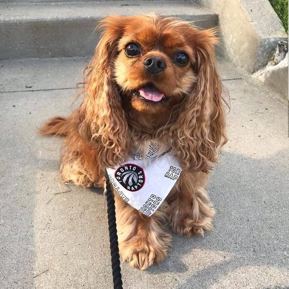 raptors dog jersey