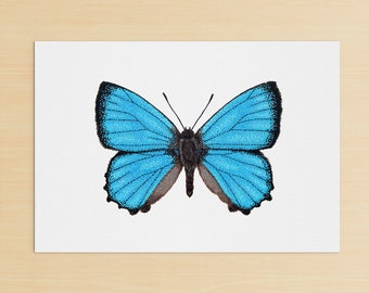 Satin Azure Australian Butterfly Original Painting