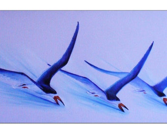 Black Skimmers - Original oil on canvas