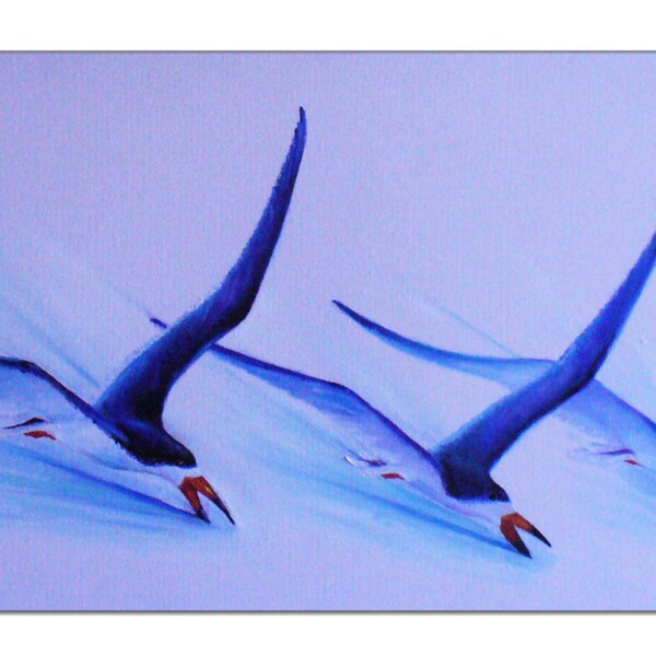 Black Skimmers Etsy