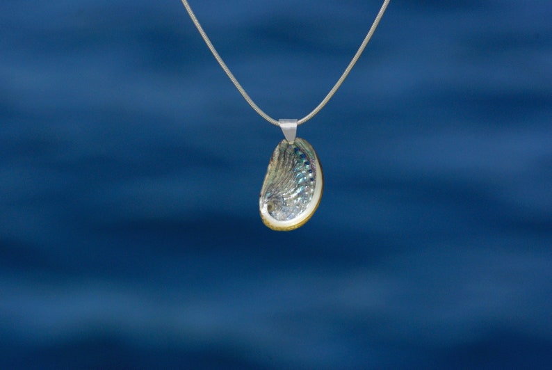 pendentif Haliotis sur chaîne inox, coquillage ormeau à nacre brillante résiste à l'eau bijou d'été inox