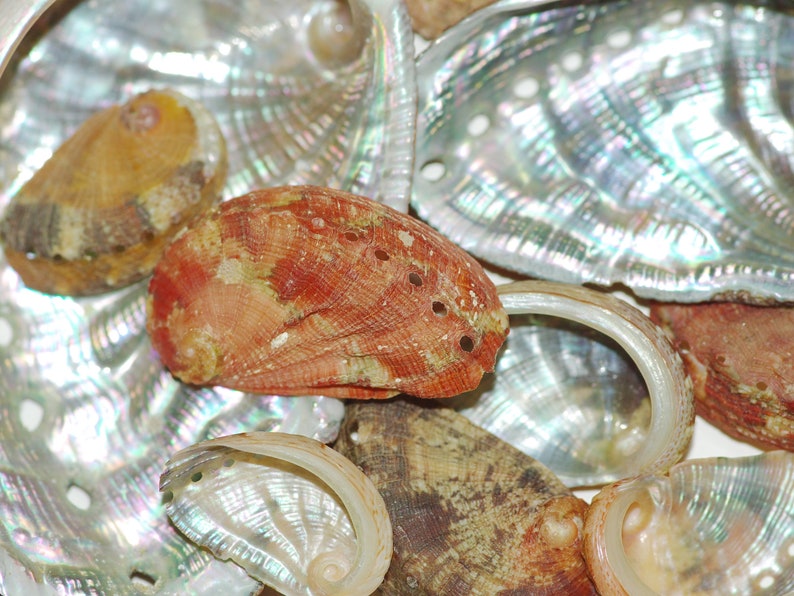 pendentif Haliotis sur chaîne inox, coquillage ormeau à nacre brillante résiste à l'eau bijou d'été image 7