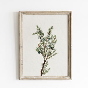 Vintage Juniper Berry Botanical Print: Antique Winter Wall Art (Digital Download)