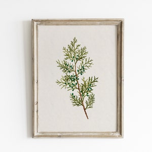 Vintage Juniper Berry Botanical Print: Rustic Christmas Wall Art (Digital Download)