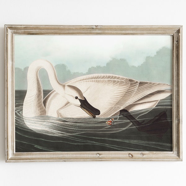 Vintage Audubon swan print, nursery art print, digital download art