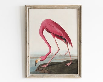 Vintage flamingo print, Audubon bird print, Birds of America, pink flamingo bird painting, wildlife bird drawing, nature illustration art