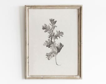 Vintage Oak Leaf Botanical Print: Antique Graphite Drawing (Digital Download)