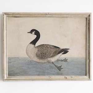 May include: A framed vintage illustration of a Canada goose swimming in blue water. The goose is depicted in a realistic style with brown and gray feathers, a black head, and a long neck.