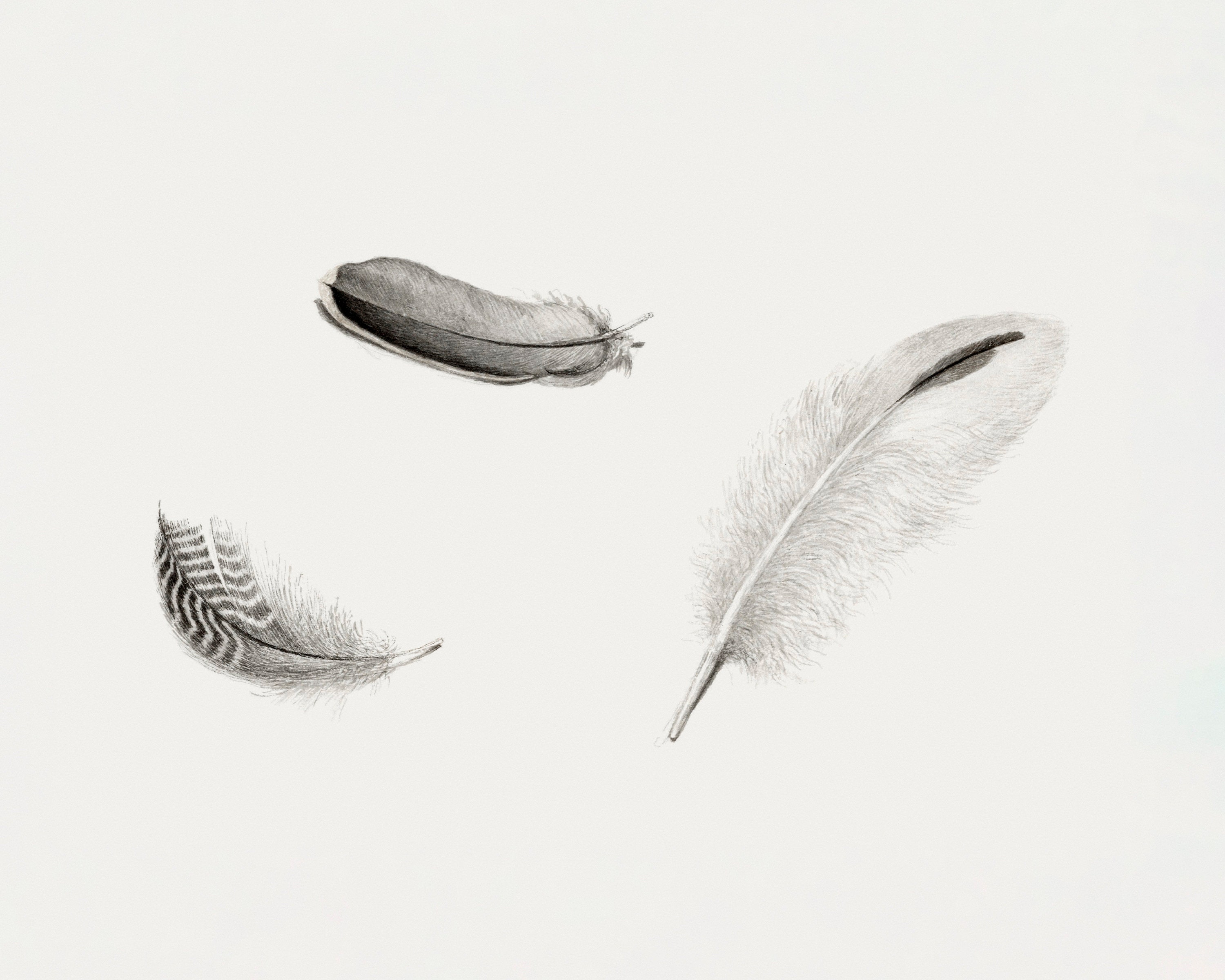 Feather Drawing Feather Wall Art Vintage Drawing Sketch - Etsy New Zealand Feather Drawing Feather Wall Art Vintage Drawing Sketch - Etsy New Zealand
