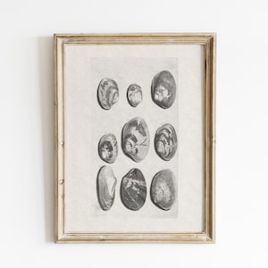 Muschel Muschel Skizze Print: Antike Küstenkunst (Digitaler Download)