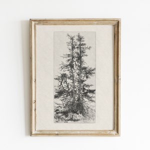 Vintage Pine Tree Art Print: Antique Botanical Drawing (Digital Download)