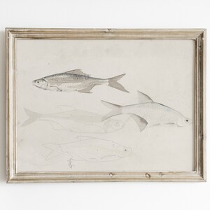 Vintage Fish Illustration: Antique Aquatic Art Print (Digital Download