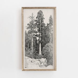 Vintage Sequoia Tree Print: Antique Botanical Line Art (Digital Download)