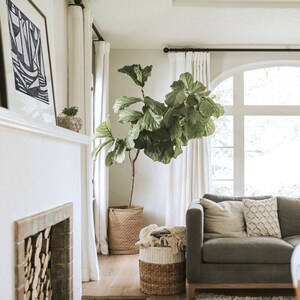 Pode incluir: Um interior de sala de estar com um sof&aacute; cinza, cortinas brancas e uma grande planta de figueira de folha de violino em vaso. A sala tem uma lareira com lenha empilhada e uma impress&atilde;o abstrata em preto e branco pendurada acima.