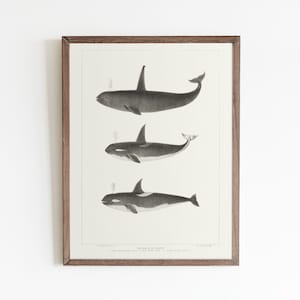 Vintage-Plakat, Wal-Kunst, Meereslebewesen, Posterdruck, nautische Dekor, pädagogische Plakat, Poster-Dekor, Ozean Kunstdruck, Meer Leben Kunst