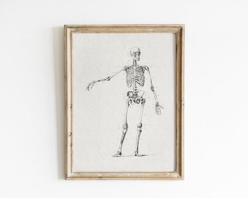 May include: A black and white anatomical illustration of a human skeleton in a simple wooden frame.