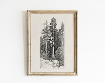 Vintage botanical art, forest print, tree sketch, tree drawing, antique drawing, vintage art, nature drawing, printable art