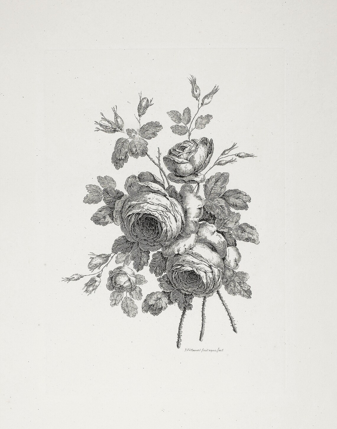 Vintage Flower Drawing Rose Artwork Printable Flower Art Etsy