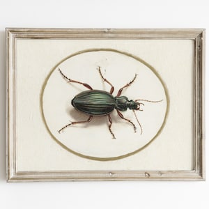 May include: A framed illustration of a green beetle with brown legs and antennae. The beetle is displayed on a white oval background.