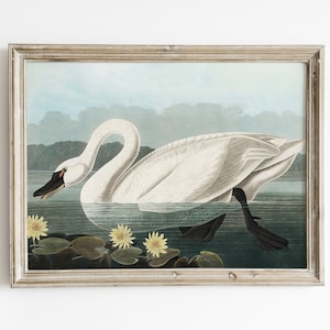 Vintage swan print, Audubon bird print, Birds of America, antique swan painting, bird wall decor, printable art