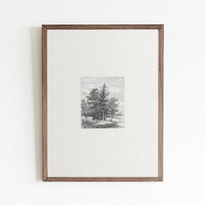 May include: A black and white vintage illustration of a group of trees in a forest setting.