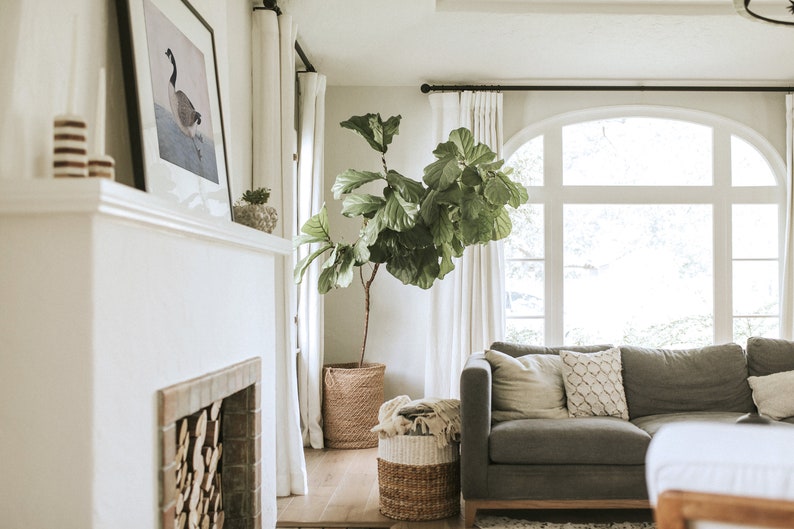 May include: A living room interior with a gray sofa, white curtains, and a large potted fiddle leaf fig plant. The room has a fireplace with stacked firewood and a framed print of a goose on the mantel.