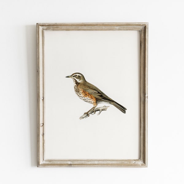 Vintage bird print, antique bird botanical drawing, bird painting, vintage farmhouse wall decor, natural decor, vintage botanical prints