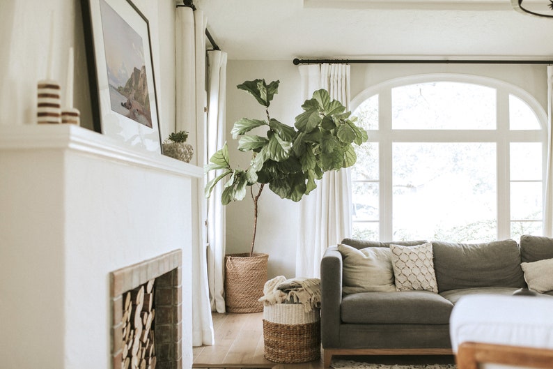 May include: A living room interior with a gray sofa, white curtains, and a large potted fiddle leaf fig plant. The room has a fireplace with stacked firewood and a framed picture on the mantel.