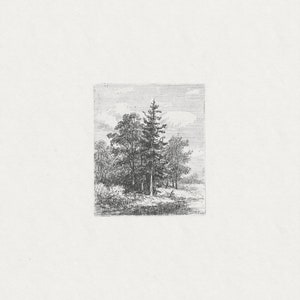 May include: A black and white engraving of a group of trees in a forest setting. The trees are tall and slender, with branches that reach up towards the sky. The engraving is detailed and realistic, capturing the beauty of the natural world.