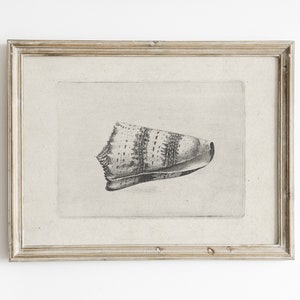 Boceto de caracola vintage: Arte de casa de playa costera (Descarga digital)