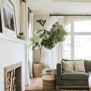 May include: A living room interior with a gray sofa, white curtains, and a large potted fiddle leaf fig plant. The room has a fireplace with stacked wood and a large arched window.
