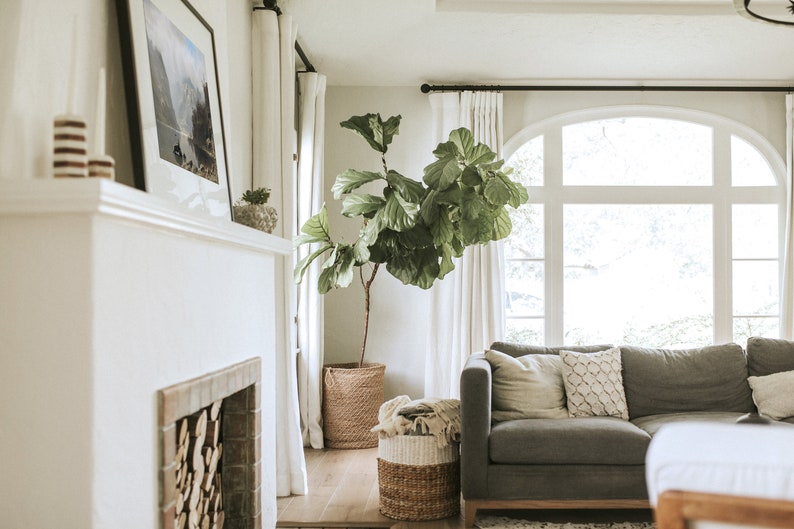 May include: A living room interior with a gray sofa, white curtains, and a large potted fiddle leaf fig plant. The room has a fireplace with stacked wood and a large arched window.