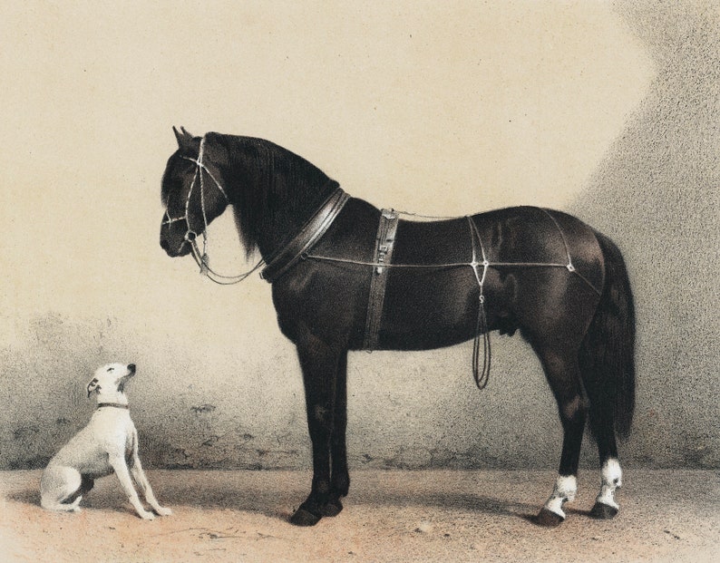 Dog print, horse print, animal wall art, vintage print, lithograph print, vintage animal art, farm art, antique horse print, vintage dog image 3