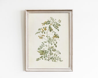 French country decor, floral wall art, vintage flower wall art, wildflower print, antique botanical art print, vintage floral print wall art