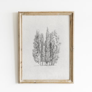 Tree sketch, vintage art, tree drawing, vintage sketch art, tree print, botanical print, nature drawing, botanical sketch, printable art