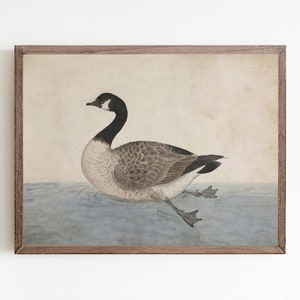 May include: A vintage illustration of a brown and white goose swimming in blue water. The goose has a black head and neck and is depicted in a realistic style.