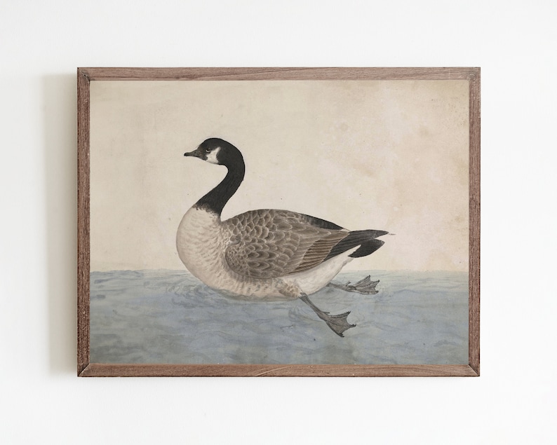 May include: A vintage illustration of a brown and white goose swimming in blue water. The goose has a black head and neck and is depicted in a realistic style.