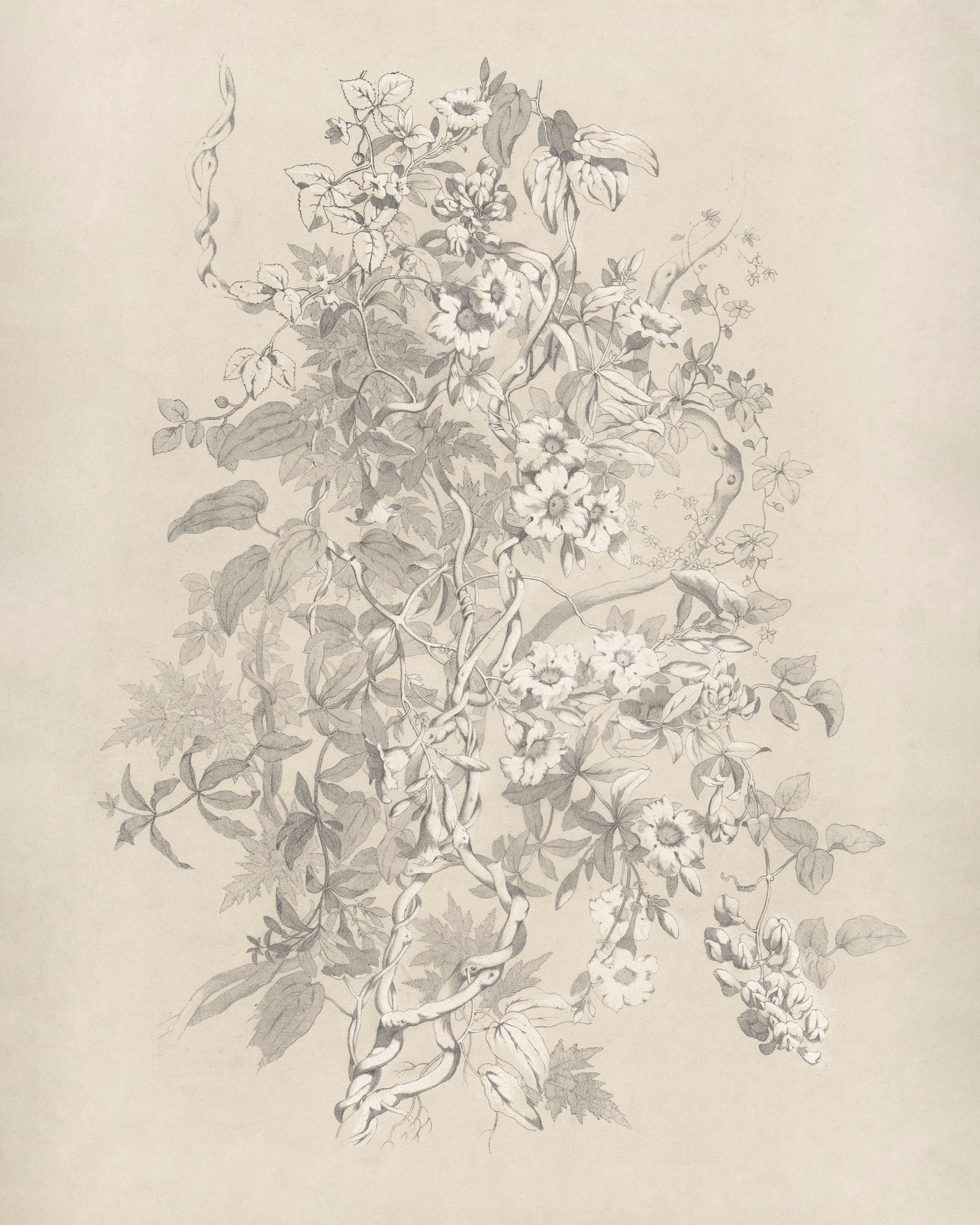 Vintage Floral Sketch Wall Art Antique Botanical Drawing Etsy