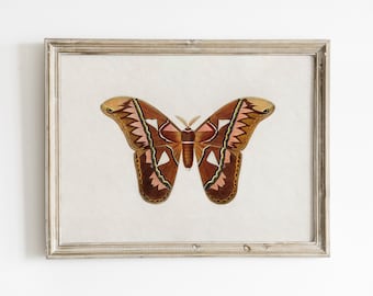 May include: A framed illustration of a brown and pink butterfly with intricate wing patterns. The butterfly is centered in the frame and is the main focus of the image.