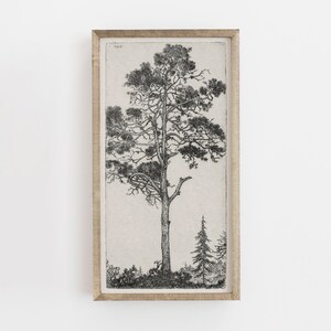 Vintage Pitch Pine Tree Drawing: Botanical Sketch Art Print (Digital Download)