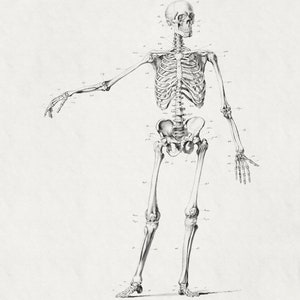 May include: A detailed anatomical illustration of a human skeleton, drawn in black and white. The skeleton is standing upright with its arms outstretched. The bones are labeled with anatomical terms.