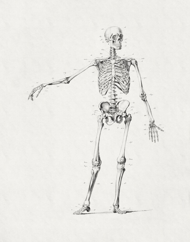 May include: A detailed anatomical illustration of a human skeleton, drawn in black and white. The skeleton is standing upright with its arms outstretched. The bones are labeled with anatomical terms.