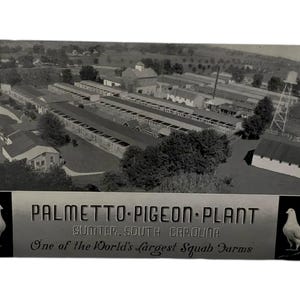 Vintage Palmetto Taube Pflanze Souvenir Postkarte Schwarz Weiß Unbenutzt World’s Largest Squab Farm Summer South Carolina