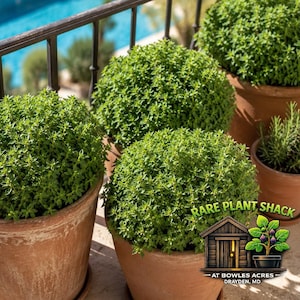 May include: Four terracotta pots filled with lush, green, spherical plants. A smaller pot holds a rosemary plant. The plants sit on a patio with a pool and lounge chairs visible in the background. The image includes a logo that says "Rare Plant Shack".